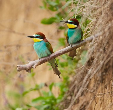 Arı yiyenler Çift Dal üzerinde oturan görünümünü.