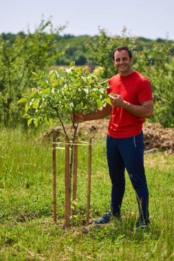 Orchard genç ceviz ağaçları kontrol çiftçi.