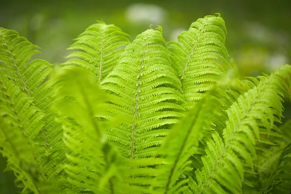 明るい緑のシダ植物のクローズ アップ ビュー — ストック写真