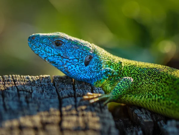 Closeup View Wild Emerald Lizard Stump — Stock Photo, Image