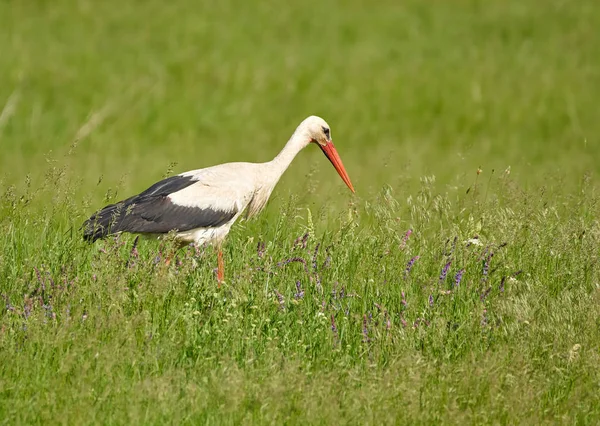 Cigüeña Blanca Grande Pie Hierba — Foto de Stock