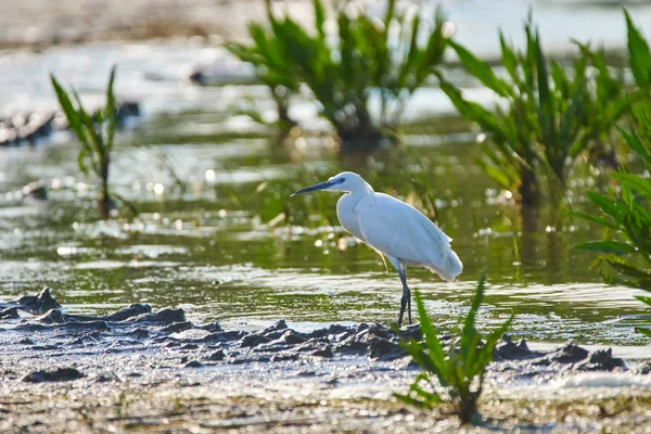 Piccola Egretta Garzetta Riposa Palude — Foto Stock