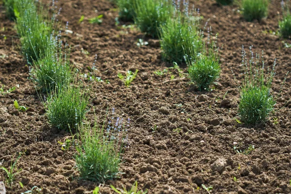 Reihen Von Lavendelsträuchern Garten — Stockfoto