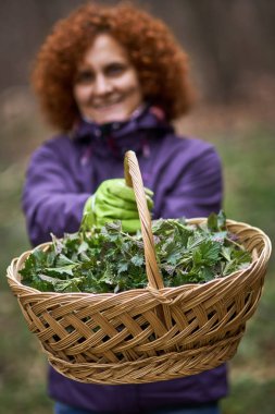 Bir sepet taze çekilmiş nettles dolu sunan kadın