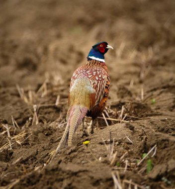 Sülün (Phasianus colchicus) kırsal kesimde sürülmüş karada
