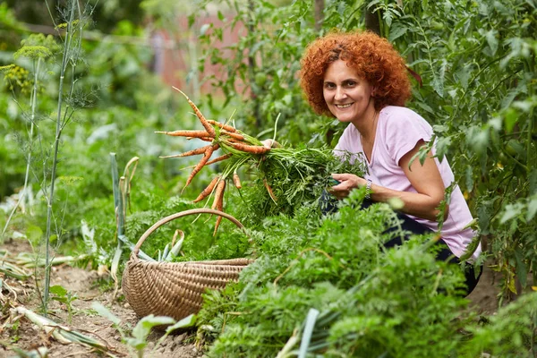 白种农夫妇女采摘胡萝卜在篮子在庭院里 — 图库照片