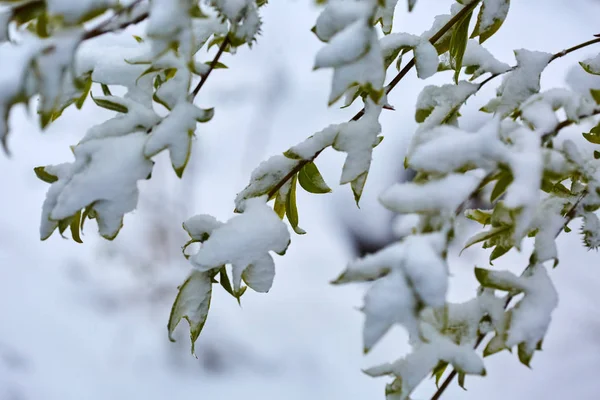 春季有大雪覆盖的枝叶特写 — 图库照片