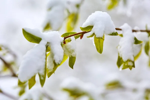 Primer Plano Ramas Con Hojas Cubiertas Nieve Pesada Primavera — Foto de Stock