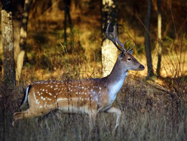 Gün batımında ormandaki alageyik buck (Dama dama)