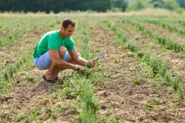 Olgun beyaz Çiftçi hasat lavanta bahçesinden