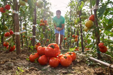 Taze domates sera toplama olgun beyaz çiftçi