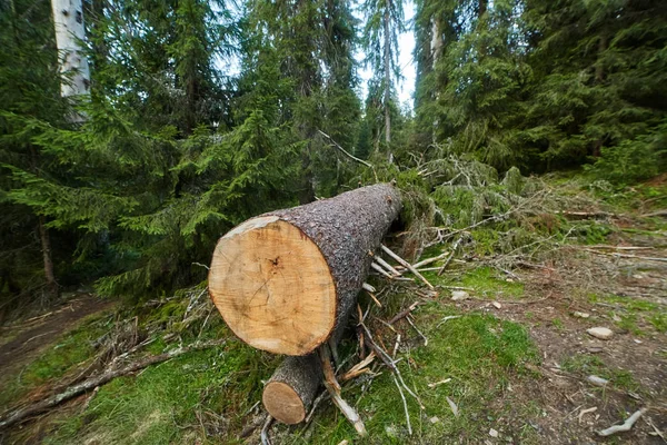 Ontbossing Roemenië Grote Gezonde Naaldboom Abusief Bezuinigen — Stockfoto