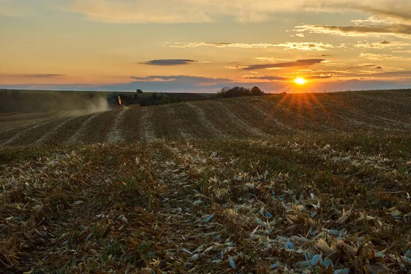 Kukorica Területen Naplemente Távolban Kombájn — Stock Fotó