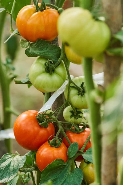 Tomates Maduros Cosecha Propia Invernadero Campo —  Fotos de Stock