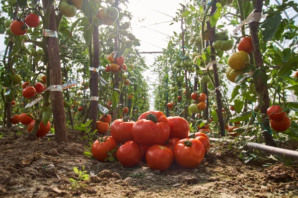 Homegrown Ripening Tomatoes Greenhouse Countryside — Stock Photo, Image
