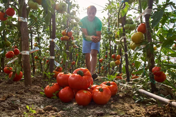 Granjero Caucásico Maduro Recogiendo Tomates Frescos Del Invernadero —  Fotos de Stock