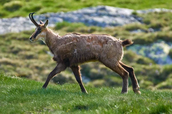 Erkek dağ keçisi mera üzerinde erken yaz aylarında yürüyüş