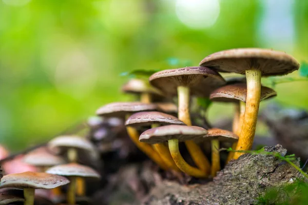 Vista Close Cogumelos Pequenos Amarelos Marrons Floresta — Fotografia de Stock