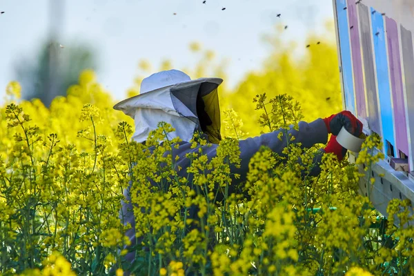 Anonimowe Bee Keeper Działa Uli — Zdjęcie stockowe