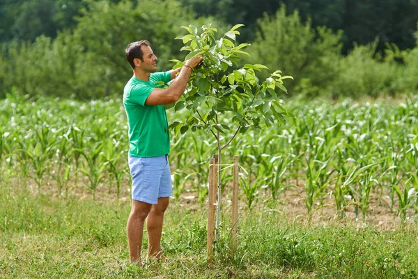 Mogna Vita Jordbrukaren Kontrollera Unga Valnötsträd Orchard — Stockfoto