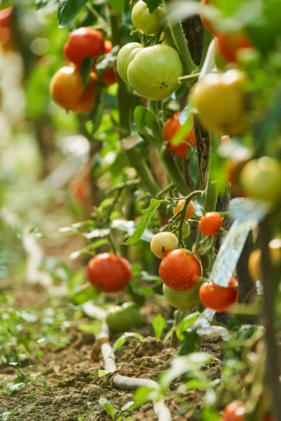 Homegrown Zrání Rajčat Skleníku Krajině — Stock fotografie