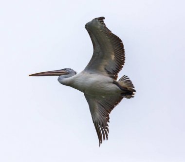 Büyük beyaz Pelikan (Pelecanus onocrotalus) uçuş