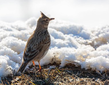 A small crested lark (Galerida cristata) standing on ground in snow clipart