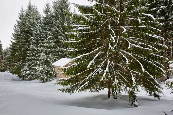 Paisaje Invernal Con Bosques Abetos Cubiertos Nieve Las Montañas — Foto de Stock