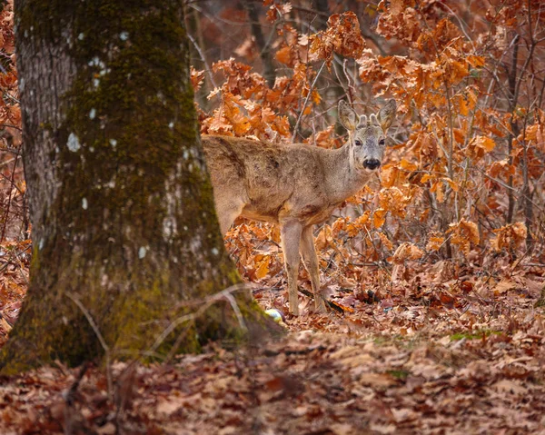 カメラ目線の茂みでオークの森に隠れてローバック — ストック写真