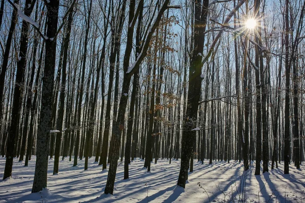 Genç Meşe Ormanıyla Kış Manzara — Stok fotoğraf