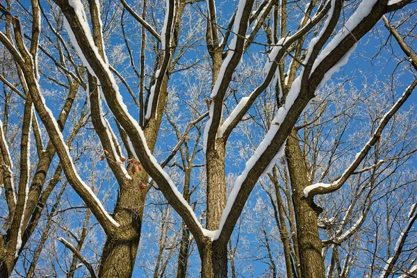 Ekskog Som Täcks Snö Mot Klar Blå Himmel — Stockfoto