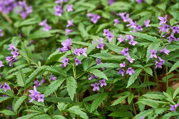 Piccoli Fiori Viola Campo Durante Periodo Primaverile — Foto Stock