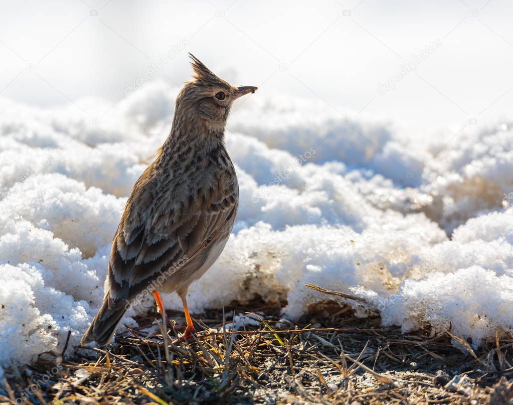 A small crested lark (Galerida cristata) standing on ground in snow