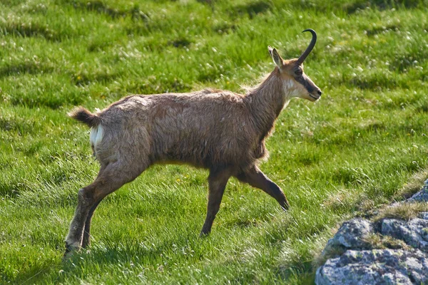 Manliga Bergsget Försommaren Bete — Stockfoto