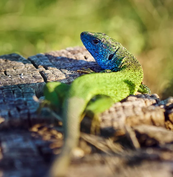 Closeup Emerald Lizard Stump — Stock Photo, Image