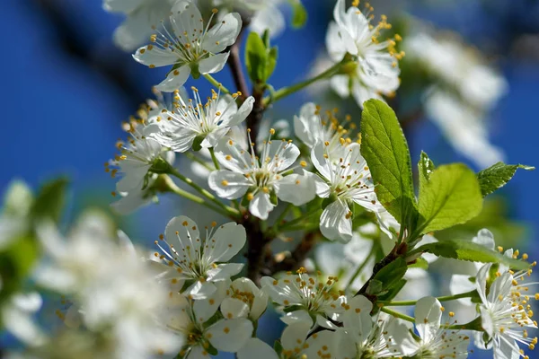 Closeup Kvetoucí Třešňových Květů — Stock fotografie