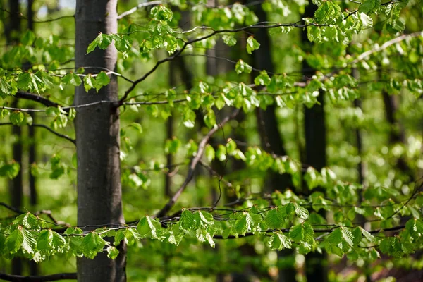 Las Drzewa Bukowego Wczesną Wiosną — Zdjęcie stockowe