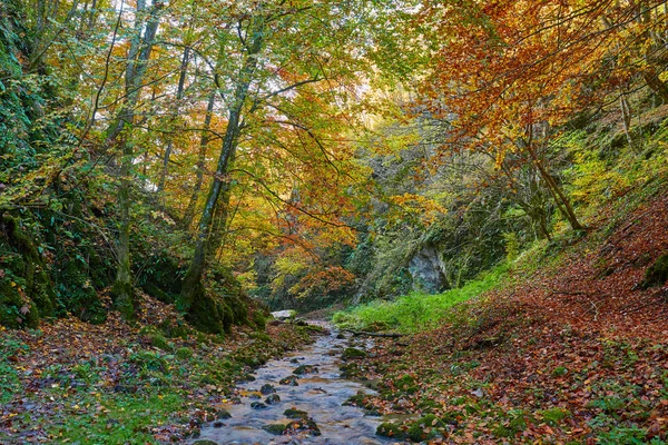 Landschap Met Rivier Die Stroomt Door Kleurrijke Bos Herfst — Stockfoto