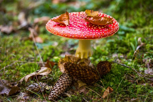 Cogumelo Tóxico Alucinógeno Amanita Muscaria Close — Fotografia de Stock