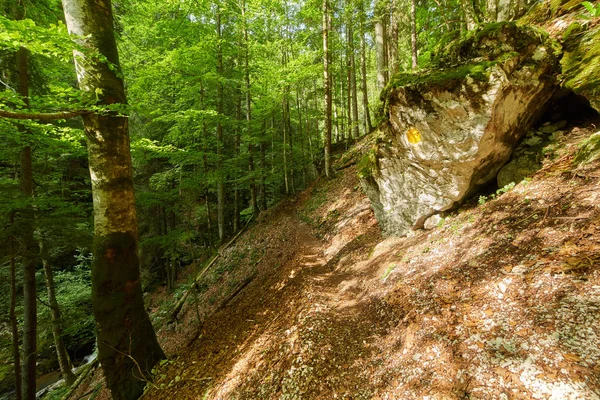 Laubwald Mit Großen Bäumen Und Wanderweg — Stockfoto