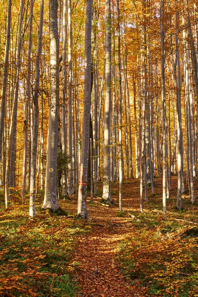 Forêt Feuilles Caduques Avec Grands Arbres Sentier Pédestre — Photo