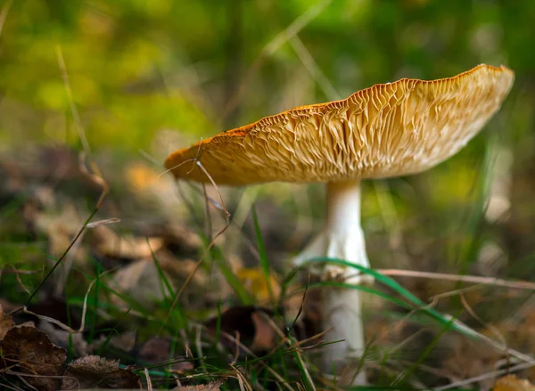 Giftige Pilzfliege Amanita Muscaria Auf Waldboden — Stockfoto