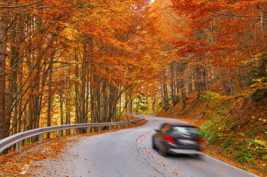 Renkli orman yolda hız araba