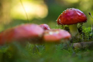 Toksik ve halüsinojenik mantar mantarı.