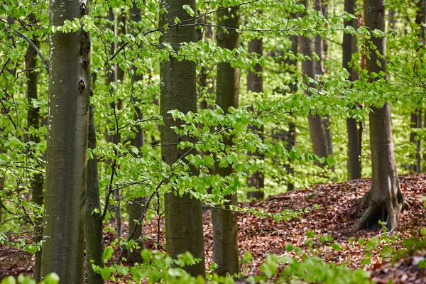 Skogen Bokträd Tidigt Våren — Stockfoto