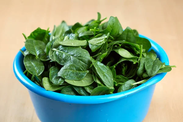 Closeup Freshly Picked Washed Baby Spinach Blue Bowl — Stock Photo, Image