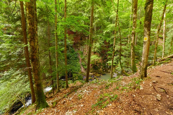 Büyük Ağaçlar Hiking Trail Ile Yaprak Döken Orman — Stok fotoğraf