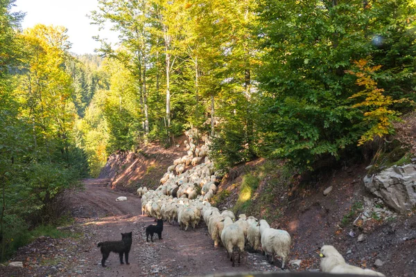 森の中の羊交差点山の群れ — ストック写真