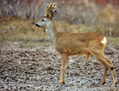 Karaca, gündüz, seçici odak sonbahar ormandaki