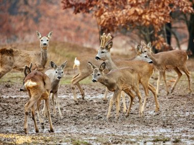 Karaca ve seçici odak renkli sonbahar ormandaki roebuck aile